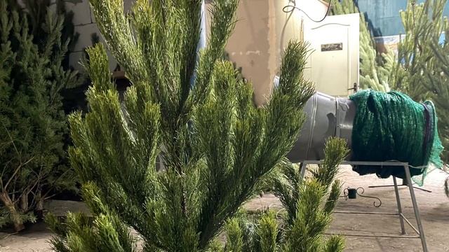 Новогодние сосны ? смотреть онлайн