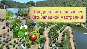 Продовольственный лес в Юго-Западной Австралии!