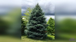 Про деревья детям. Какие бывают деревья? Хвойные деревья