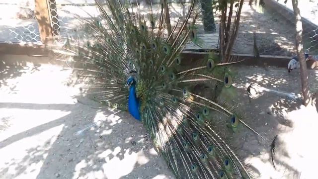 Павлин распушил свой хвост! смотреть онлайн