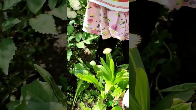 Дачный юмор #огород #сад #юмор #прикол #дача #надаче #приколы #jokes #garden #gardening смотреть онлайн