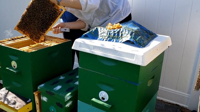 осматриваем пчел на наличие маточников и делаем отводки смотреть онлайн