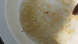 Собираем семена гибридных огурцов