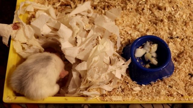 ХОМЯЧКИ СОВСЕМ ОДИЧАЛИ? / КРЫСЯТАМ 5 ДНЕЙ ОТ РОДУ смотреть онлайн