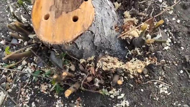 После пельмешек на огород.Промяться.Высадила грушку. смотреть онлайн