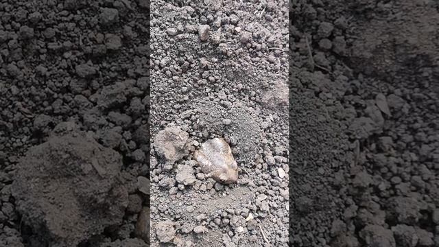 Где живёт жаба? смотреть онлайн