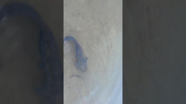 Маленьких сомов нужно выпускать смотреть онлайн