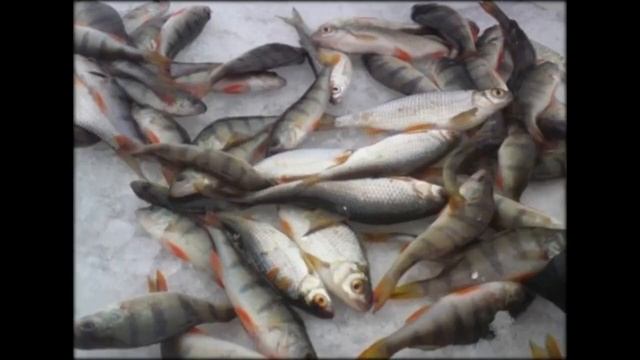 Реальная рыбалка на что ловить смотреть онлайн