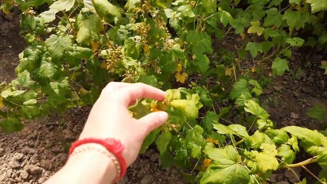 День Матери. Обзор сада и огорода. Красивый букет серени. смотреть онлайн