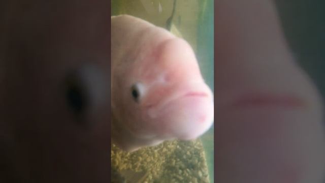 fish#fishing#White grammy fish смотреть онлайн