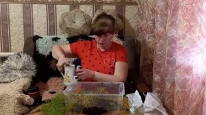 Аспарагус размножение.