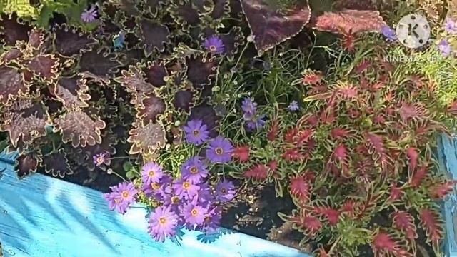 Сибирь. Брахикома - милые мелкие ромашечки! Обзор. смотреть онлайн