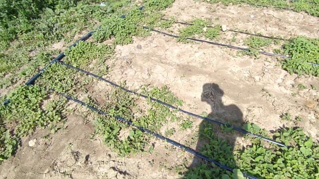 Пропало 1500 кустов огурцов. смотреть онлайн
