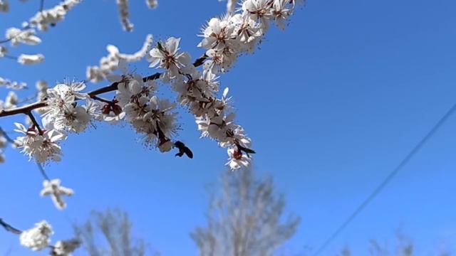 Полёт пчелы.