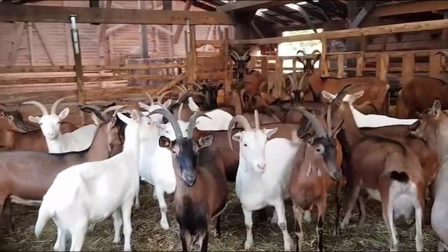 Козел с козами///Гаремная случка смотреть онлайн