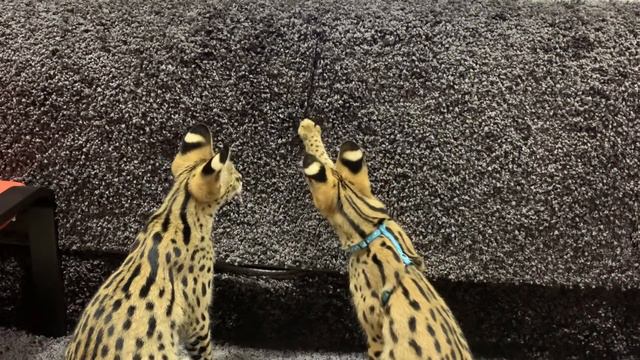 Игра-попади лапкой в конфету. смотреть онлайн