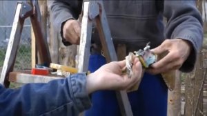 Прививка абрикоса на сливу. Опытный садовод прививает плодовые деревья. Как правильно привить дерев