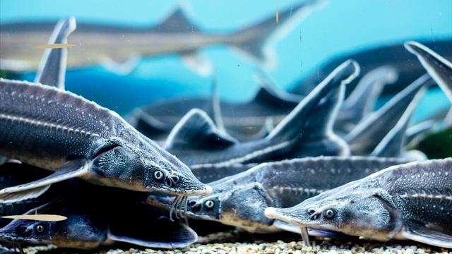 Осетр - интересные факты