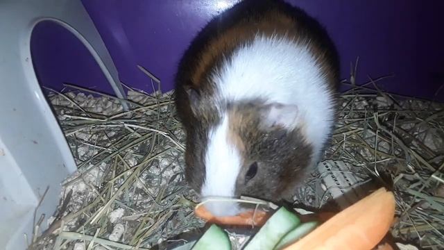 морская свинка Чуня кушает морковку , огурец и листовой салат . смотреть онлайн