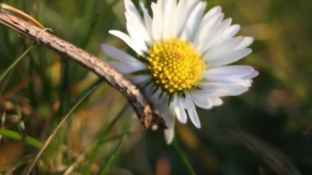 Daisy (Bellis perennis) смотреть онлайн