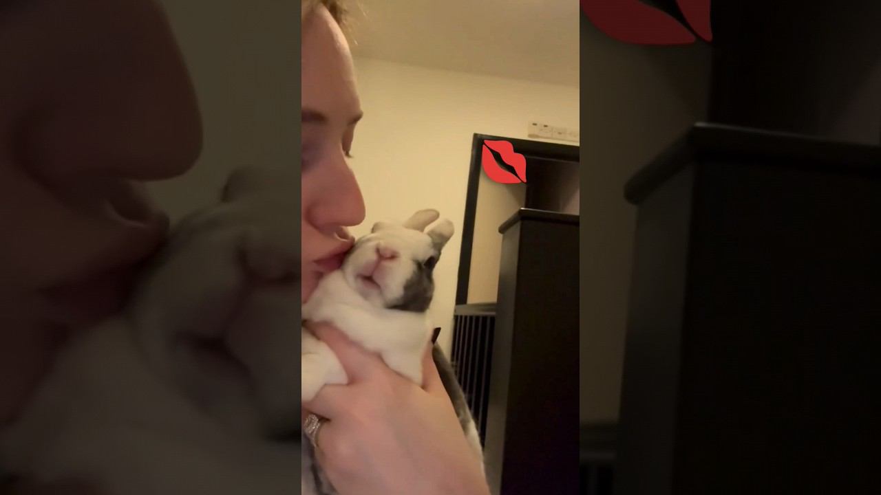 Как целуются кролики how do rabbits kiss, 兔子是怎样接吻的, مثل قبلات الأرنب смотреть онлайн