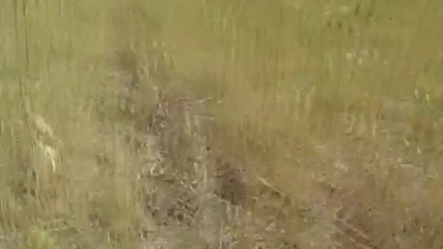 Саранча, нашествие, все сожрала смотреть онлайн