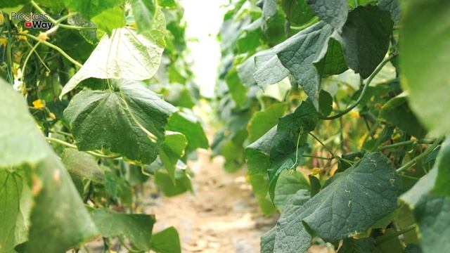 1 литр под Огурцы. Засыпят урожаем и желтеть не будут Объясняю что внести чтобы куст огурцов попер. смотреть онлайн