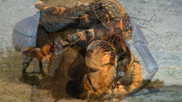 Пальмовый вор - рак а не краб как многие считают