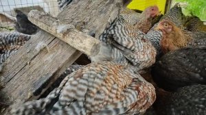 Билефельдерам два месяца.