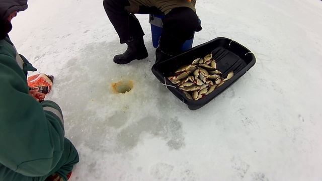 Ловля крупной красноперкиопарышмотыльрвет мормышки