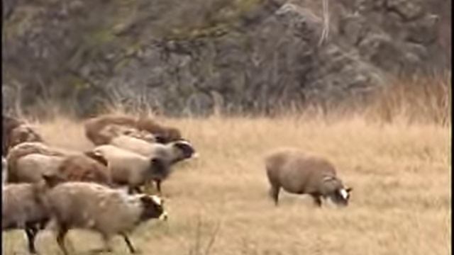 Сюжет 'Разведение овец' смотреть онлайн