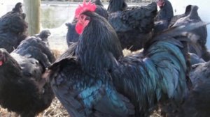 Разведение кур породы Австралорп как бизнес идея | Куры Австралорп