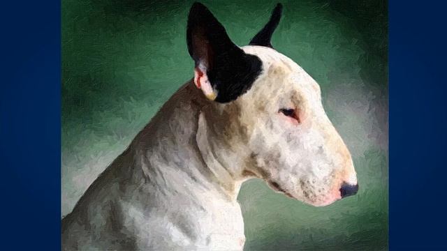 Бультерьер (Bull terrier) смотреть онлайн