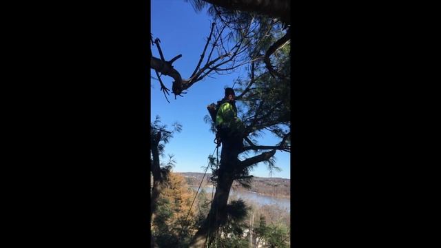 Bonsai Pinus Strobus смотреть онлайн