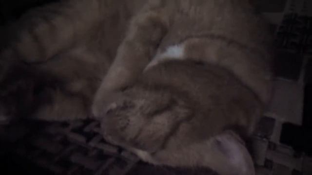 Кот стонет | The cat moans