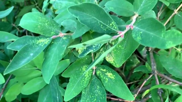 Вредитель жимолости разоблачен и будет уничтожен! смотреть онлайн