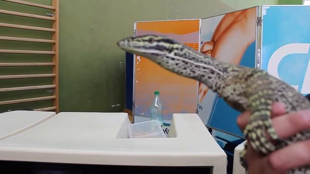 Passion NAC Aube - 33 - Emission Reptile - Youri Crajka - Varan Panoptes Horni et Varan Mertensi смотреть онлайн