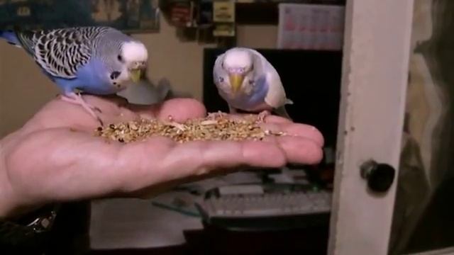 Попугайчики - Зеркальца. Мех.таймер. Купание)) смотреть онлайн