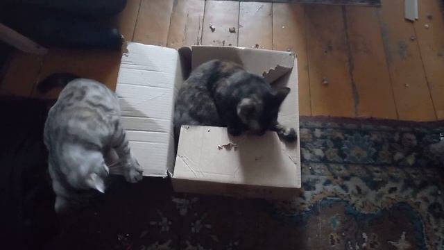 Кошки вместе коробку грызут смотреть онлайн