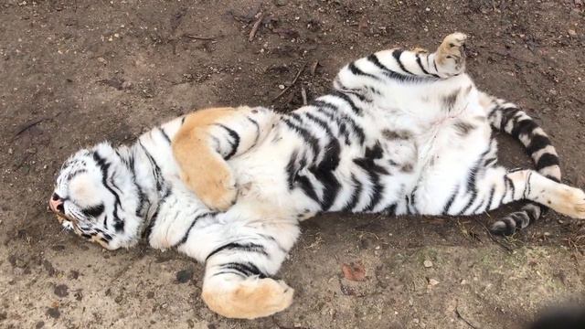 Добрые спасатели тигров! Tigers in Crimea смотреть онлайн