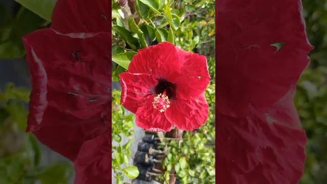 Hibiscus 🌺🌺🌺 смотреть онлайн