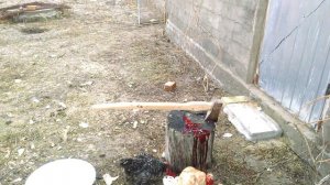 Рубим утку топором.  Cut off the duck head with an ax.