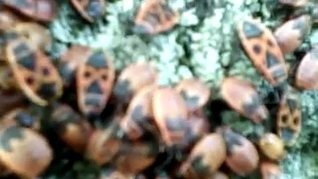 жуки пожарники.mp4 смотреть онлайн
