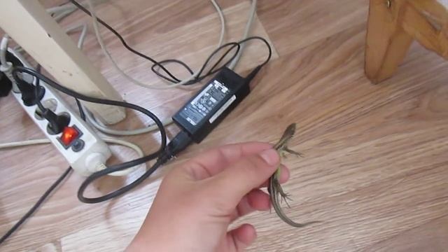 Ящерица в доме смотреть онлайн