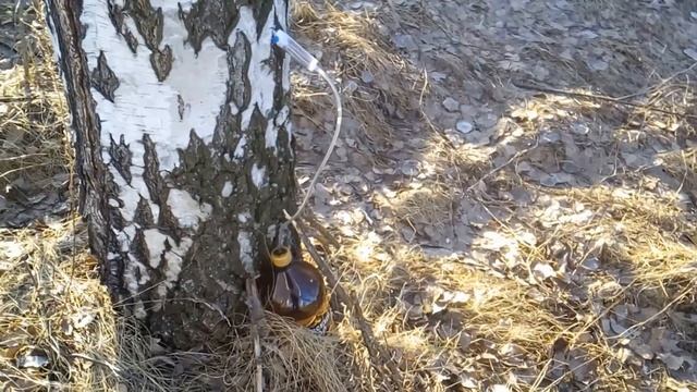 СОБИРАЕМ ЧИСТЫЙ БЕРЕЗОВЫЙ СОК! КАК ПРАВИЛЬНО СОБРАТЬ БЕРЕЗОВЫЙ СОК! смотреть онлайн