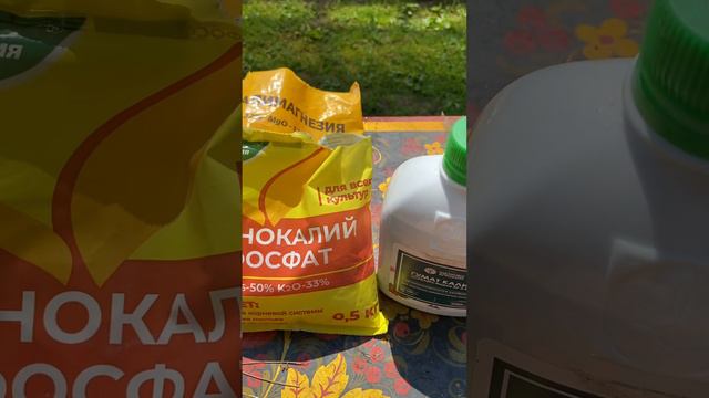 ПОДКОРМКА ПЕТУНИИ #рекомендации #петуния #петунии #подкормка #цветы #цветывсаду #петунияизсемян#сад