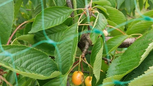 Калининградский сад. Черешня Ипуть. смотреть онлайн