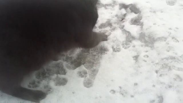 Кот какает и загребает за собой снег смотреть онлайн