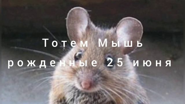 Тотем Мышь рожденные 25 июня смотреть онлайн