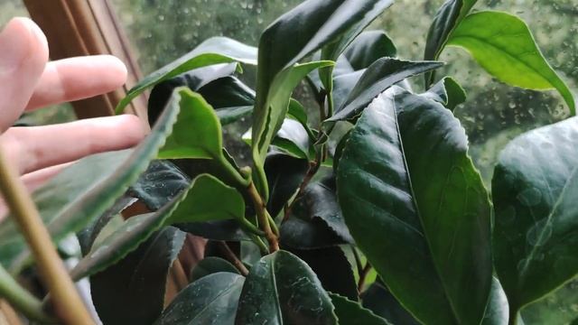 МОЙ САД из КОМНАТНЫХ ЦВЕТОВ на МАЛЕНЬКОМ БАЛКОНЕ || Garden on the Balcony || Apartment Balcony смотреть онлайн